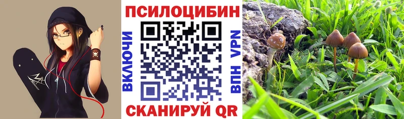 Галлюциногенные грибы Psilocybine cubensis  хочу   Ессентукская 